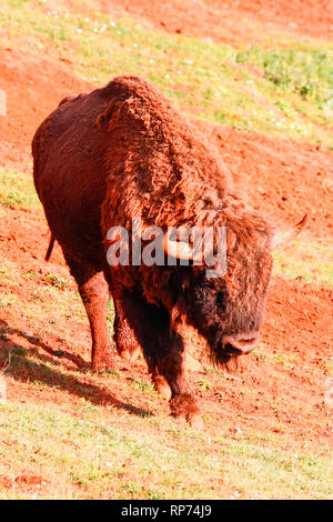 Bison d'Europe (Bison bonasus), également connu sous le nom de bison ou le bison des bois. C'est une des deux espèces de bison, aux côtés de l'American biso Banque D'Images