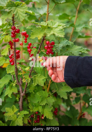 Groseilles rouges mûrs sur une branche d'un buisson, les baies sont prêtes pour la récolte. Fruits bio à la ferme. Banque D'Images