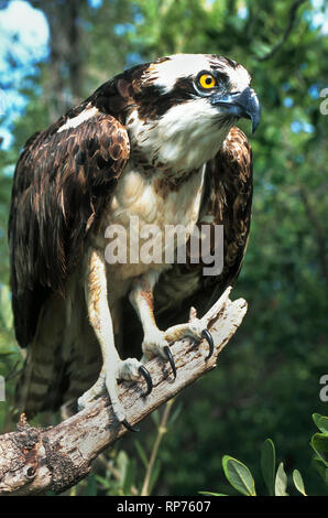 Les serres d'un balbuzard pêcheur (Pandion haliaetus) saisir une branche d'arbre mort tandis que le rapace majestueux est à la recherche de son prochain repas. Cet oiseau de proie est également connu comme un poisson et un eagle sea hawk. Banque D'Images