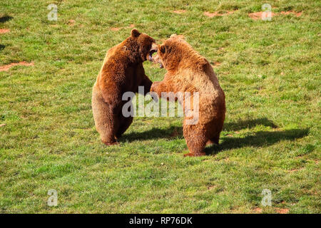 Lutte contre l'ours (Ursus arctos) dans le nord de l'Espagne Banque D'Images