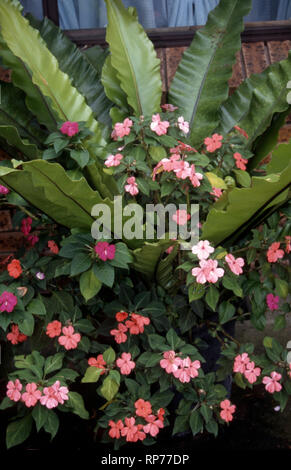 Fougère nid d'oiseau (Asplenium nidus) croissant à l'OMBRE D'UN JARDIN DE BANLIEUE EN NOUVELLE GALLES DU SUD, AUSTRALIE. IMPATIENS (BIZZY LÉZARDS) DE PLUS EN PLUS ET UN Banque D'Images