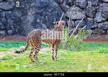 African Guépard (Acinonyx jubatus) dans l'herbe Banque D'Images