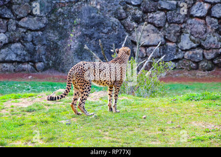 African Guépard (Acinonyx jubatus) dans l'herbe Banque D'Images