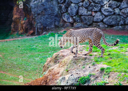 African Guépard (Acinonyx jubatus) dans l'herbe Banque D'Images