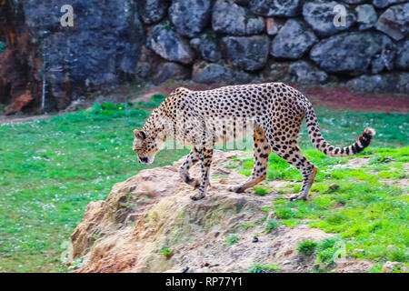 African Guépard (Acinonyx jubatus) dans l'herbe Banque D'Images