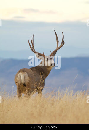 Le Cerf mulet buck dans un paysage de prairie prairie Banque D'Images