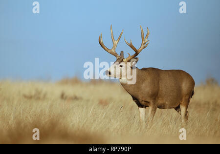 Mule Deer buck dans la prairie avec un fond de ciel bleu clair Banque D'Images