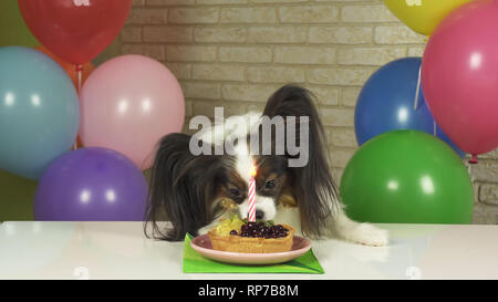 Chien fantaisie Papillon de manger le gâteau d'anniversaire avec une bougie Banque D'Images