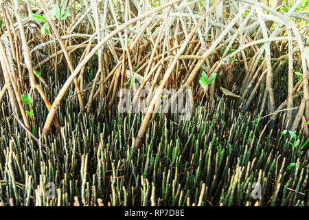Marée basse expose un enchevêtrement de racines de palétuvier rouge et noir à la Florida's mangrove pneumatophores Weedon Island Preserve Banque D'Images