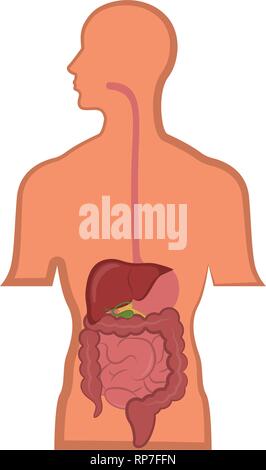 Système digestif humain dans un corps de l'homme Illustration de Vecteur