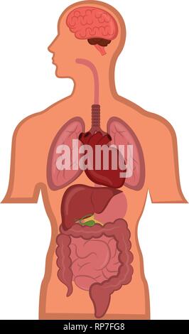 L'anatomie humaine dans un corps de l'homme Illustration de Vecteur