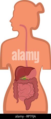 Système digestif humain dans un corps de femme Illustration de Vecteur
