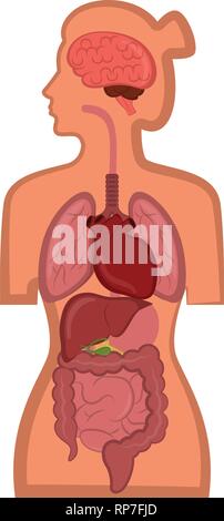 L'anatomie humaine dans un corps de femme Illustration de Vecteur