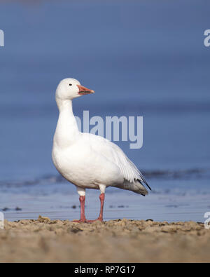 Snow Goose posant majestueusement sur la rive d'un lac gelé recouvert de glace en hiver Banque D'Images