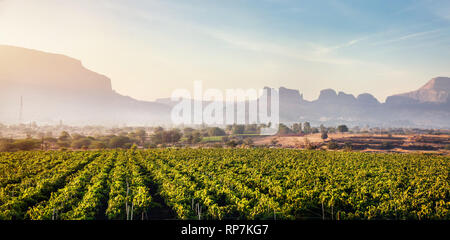 Vignoble au lever du soleil dans le village et les montagnes en arrière-plan à Nasik, Maharashtra, Inde Banque D'Images