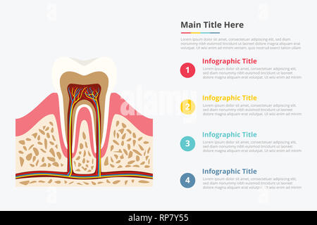 La structure de la dent avec un certain moment infographique titre description modèle d'information - vector illustration Banque D'Images