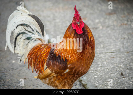 Un Rhode Island Red Rooster à Jacksonville, Floride Banque D'Images