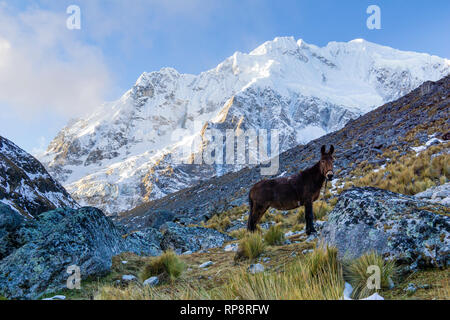 Sommet de montagne plane sur l'âne sauvage sur Salcantay trek dans la région des Andes, Cusco, Pérou. Banque D'Images