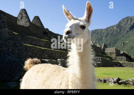 En face de l'ancienne lama ruines Incas de Machu Picchu, au Pérou. Banque D'Images