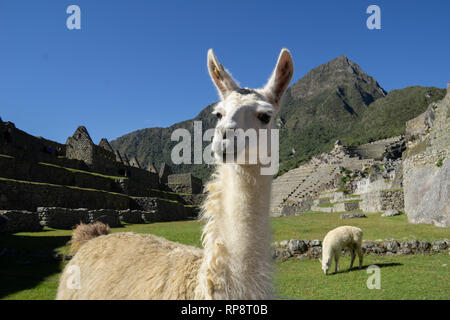 En face de l'ancienne lama ruines Incas de Machu Picchu, au Pérou. Banque D'Images