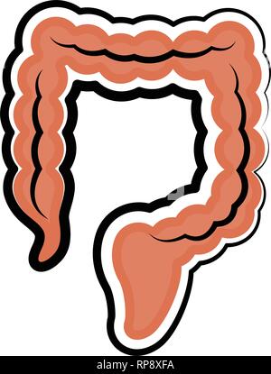 Gros intestin humain. Croquis de couleur Illustration de Vecteur