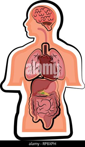 L'anatomie humaine dans un corps de l'homme Illustration de Vecteur