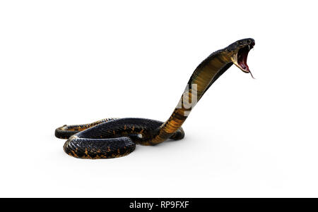 3d illustration King Cobra le serpent venimeux le plus long du monde isolé sur fond blanc, King Cobra Snake, 3D Rendering Banque D'Images
