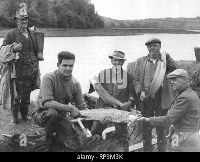 Saumons sur la Rivière Tamar, Angleterre, 1966 Banque D'Images