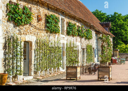 Orsan prieuré jardin, France : la réception d'immeubles en contre le mur, les pommiers en espalier et Crimson Glory Vine coupé en rectangle. Sur Banque D'Images