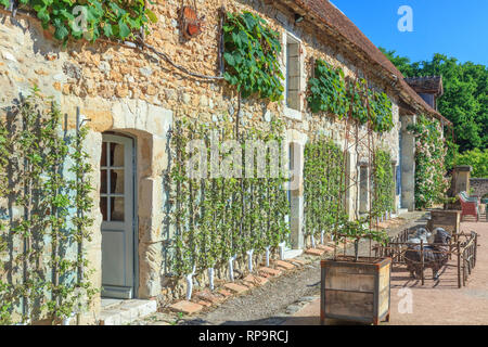 Orsan prieuré jardin, France : la réception d'immeubles en contre le mur, les pommiers en espalier et Crimson Glory Vine coupé en rectangle. Sur Banque D'Images