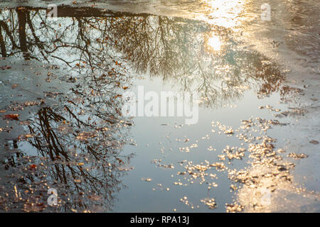 Arbres et ciel reflets dans les flaques dans autumn park Banque D'Images