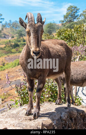 Un Nilgiritragus Nilgiri tahr (hylocrius) connu localement sous le nom d'ibex ibex Nilgiri ou simplement dans l'Anamudi Shola National Park dans le Kerala. Banque D'Images