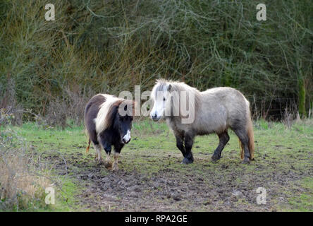 Poneys Shetland dans un champ boueux, East Sussex, UK Banque D'Images