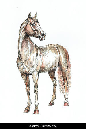 Cheval brun encre et aquarelle dessin. L'illustration. Banque D'Images