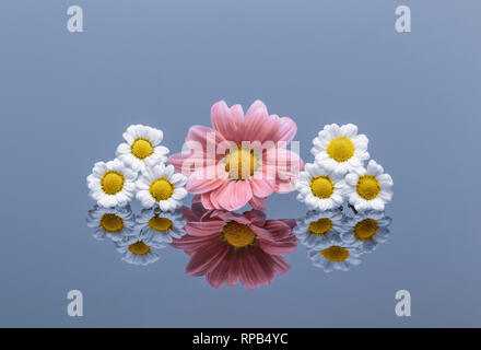 Des Chrysanthèmes blancs et roses on reflective surface Banque D'Images