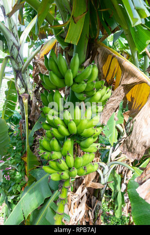 Sur fruits les bananiers en plantation, St Davids, Grenade, Lesser Antilles, Caribbean Banque D'Images