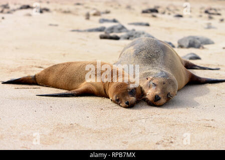 Deux lions de mer Galapagos (Zalophus wollebaeki) couché sur la plage. Îles Galapagos, Equateur Banque D'Images