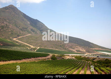 Riebeek Kasteel vignes à Western Cape - Afrique du Sud Banque D'Images