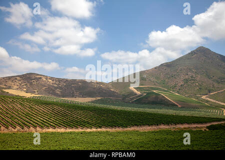 Riebeek Kasteel vignes à Western Cape - Afrique du Sud Banque D'Images