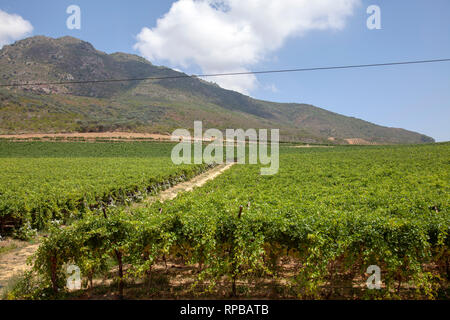 Riebeek Kasteel vignes à Western Cape - Afrique du Sud Banque D'Images