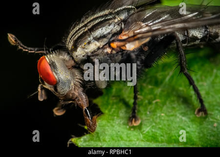 Macro portrait d'une mouche sur une feuille verte Banque D'Images