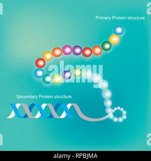 La structure de la protéine. Illustration infographique. Illustration de Vecteur
