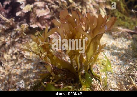 Irish Moss / Carrageen (Chondrus crispus) croissant dans une piscine dans les rochers, Cornwall, UK, Septembre Banque D'Images