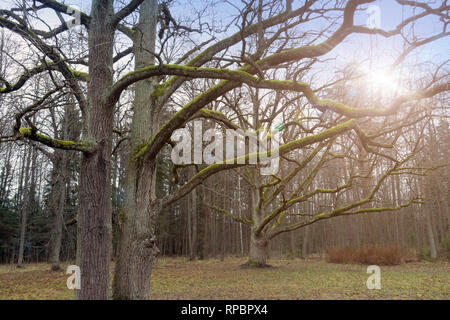 Chênes centenaires dans un parc sans feuilles, branches couvertes de mousse Banque D'Images