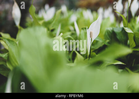 Libre de lis calla. selective focus - Image Banque D'Images