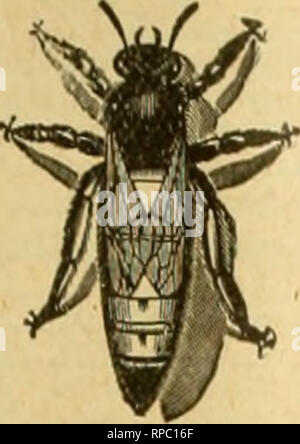 . American Bee Journal. La culture de l'abeille ; les abeilles. 26 mai, 1904. L'American Bee Journal. 379 a l'air, et à cet égard le Jishes cidedly ont de- la préférence. Pofsilily la bouteille peut-être une publicité plus durable, mais seulement aussi longtemps que l'étiquette reste sur elle. Il est plus difficile de se préparer, mais moins à offrir. L'autre peut paraître à certains d'être trop mal- certains et coûteux, mais il y a deux choses que nous ne devons pas oublier en rapport : l'un est, que vous avez besoin d'un échantillon d'une seule fois ; cela créera une demande pour votre miel qui ne cessera pas avec votre première commande. Vous n'avez pas besoin d'être plus Banque D'Images