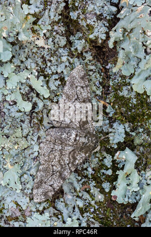 Moulin à poivre et à sel Biston betularia (Géomètre) aka truffée d'amphibien. Assis sur chêne couvert de lichens. Joseph E. Ibberson Conservation Area, Dauphin Co Banque D'Images