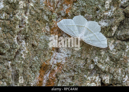 Beauté pâle (Campaea perlata) Restong sur Châtaignier Chêne. Cove Mountain Préserver, Perry County, Ohio, à l'été. Banque D'Images