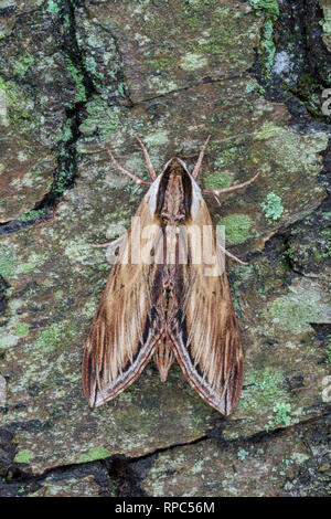 Laurel (Sphinx Sphinx kalmiae) adulte assis sur le bouleau (Betula lenta) Weiser State Forest, Dauphin Co., PA, au printemps. Banque D'Images