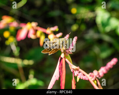 Un skipper butterfly repose sur une petite vigne fleurs poussant le long d'un sentier de randonnée dans le centre du Japon. Banque D'Images